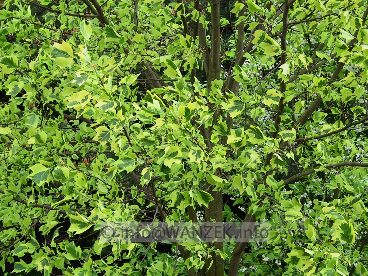 Liriodendron tulipifera Aureomarginata 05.JPG